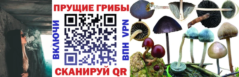 Купить закладки  Вытегра  Галлюциногенные грибы MAGIC MUSHROOMS 